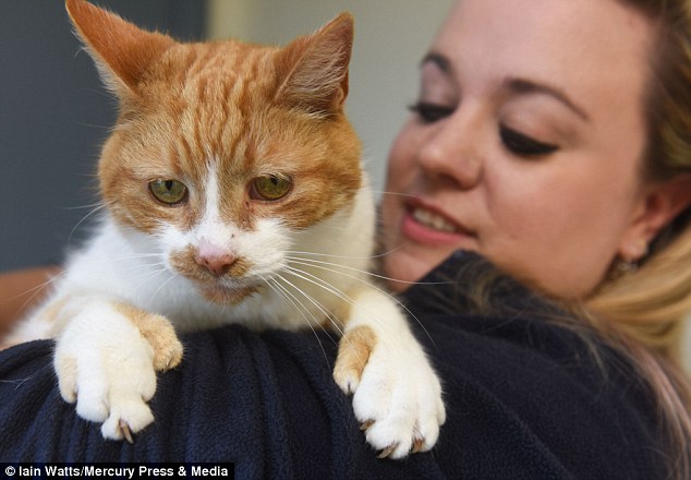 Cravendale the rescue cat (pictured) uses his extra digits to climb like a human and also uses them to pick up his toys at the RSPCA Centre in Warrington where he currently resides