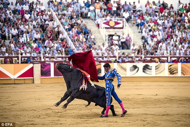 In the ring: Spanish bullfighter Alejandro Talavante fights with his first bull of the evening during an event at the Picasso's bullring on the fourth journey of the Malaga's Fair on Wednesday (file picture)