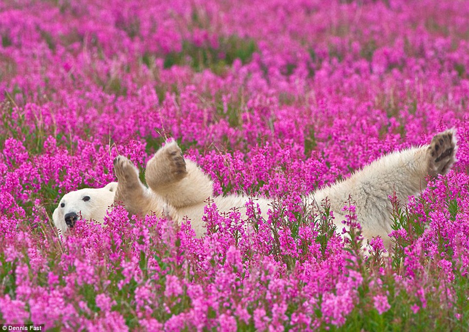Canadian photographer Dennis Fast captured these inquisitive, yet playful polar bears in their natural habitat in Northern Canada