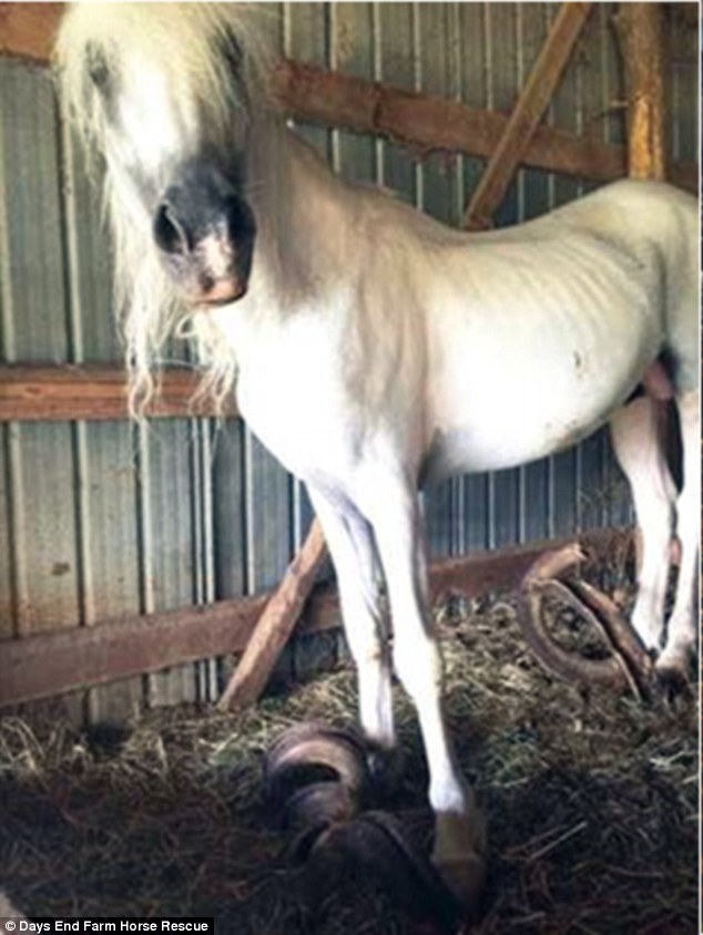 This emaciated horse with hooves so long they curl around themselves was one of three found in a stable 