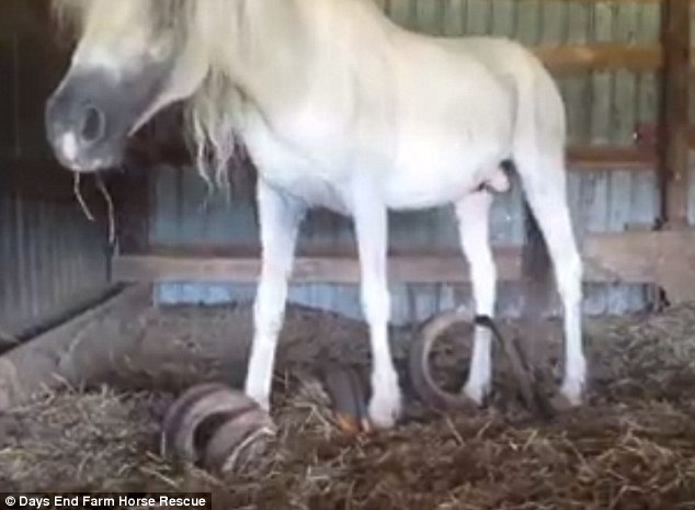 The horses had been locked away without farrier, dental or medical care, sporadic feeding and watering, and both stallions presented with hooves that were monstrously long, a good 3-ft of long curled and distorted hooves. The attending veterinarian and farrier have never seen a worst case