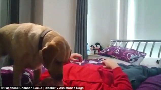 The two-year-old Labrador also helps Shannon 'come around quicker' after the episode