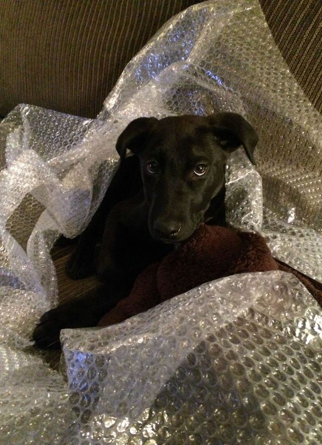 That horrible feeling you got when you learned that bubble-wrap was being discontinued. 