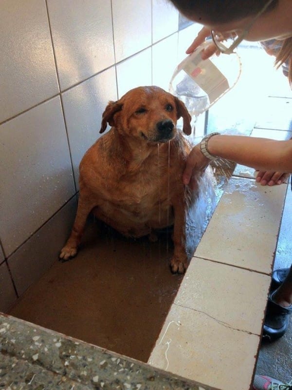 The man brought Bolihna to the Animal Protection Organization (OPA-MT). There, he was treated to his very first bath. As you can see, he found it rather heavenly!