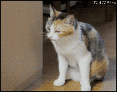 catnip animated GIF