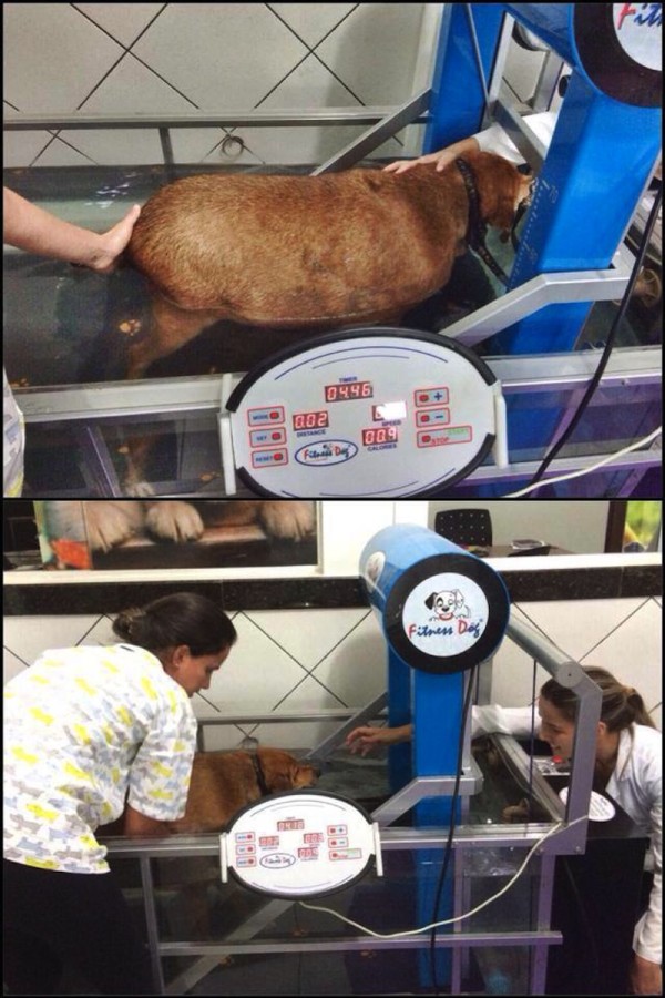 The rescue team placed Bolihna on an exercise regimen that involved walking on a treadmill in water to alleviate the stress on his aching joints.