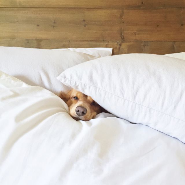 Struggling hard to get out of bed on Monday morning.