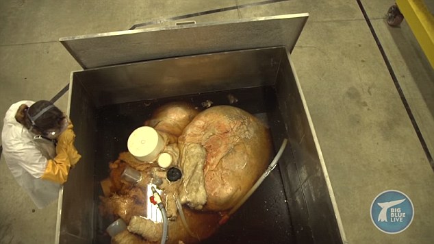 The blue whale's heart, shown above next to mammalogy technician Jacqueline Miller from the Royal Ontario Museum, weighs a whopping 180kg (400lbs)