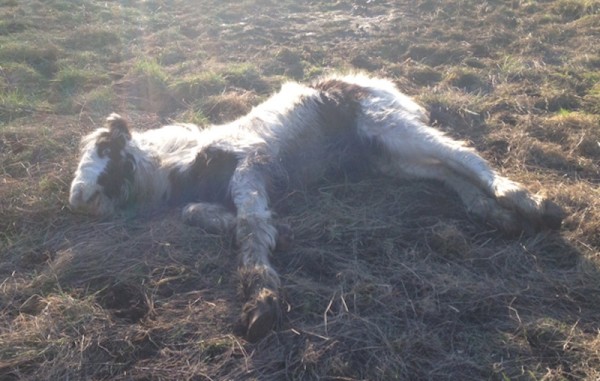In February of 2015, a four-month-old colt named Gizmo was found lifeless in a roadside field. The poor creature had collapsed, and he was on the brink of death.