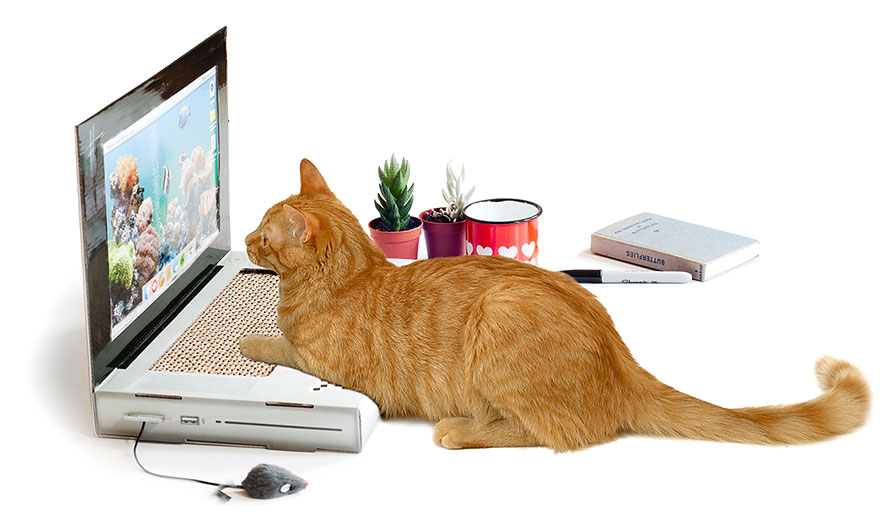 cat-scratch-laptop-toy-suckuk-4