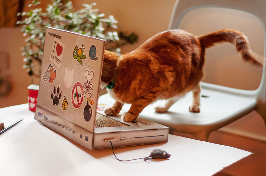 cat-scratch-laptop-toy-suckuk-6