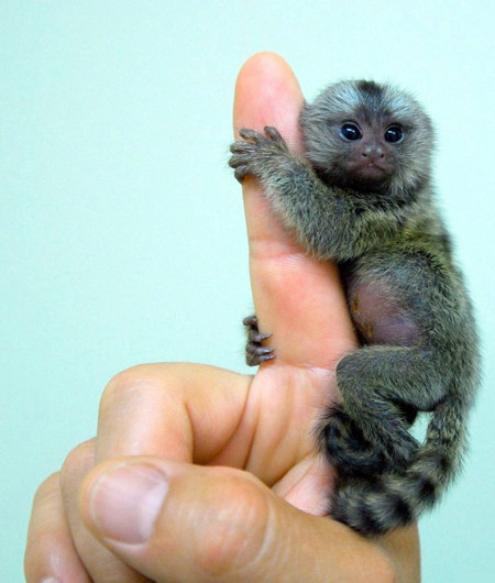 Finger monkeys are <a href="https://www.youtube.com/watch?v=kGhREWgofMI" target="_blank">real</a> and they are THE CUTEST THINGS EVER.