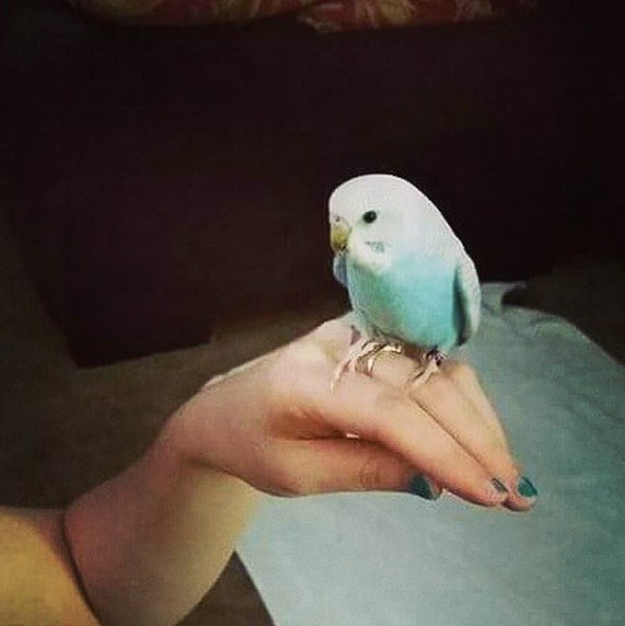 She loves it when she matches her human's nails.