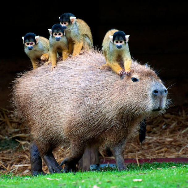 "Mush, capybara, mush!"