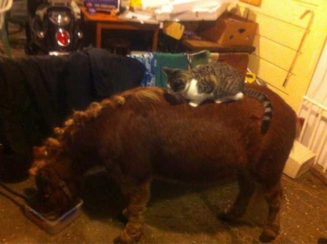 A perfect kitten-size pony.