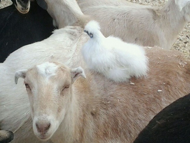 This goat looks <em>super</em> happy to be a chicken chauffeur...