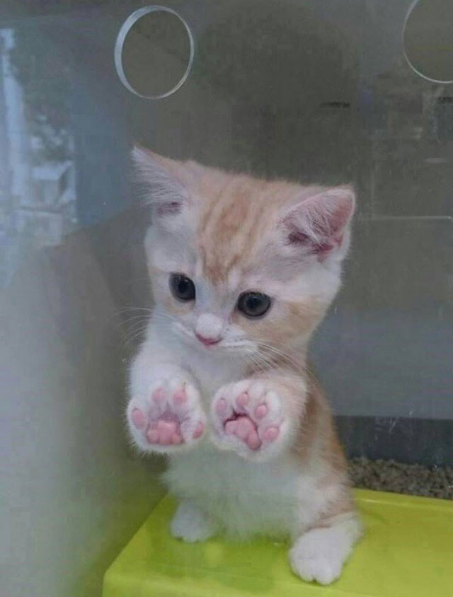 "If I show you my paws, will you play with me?" 