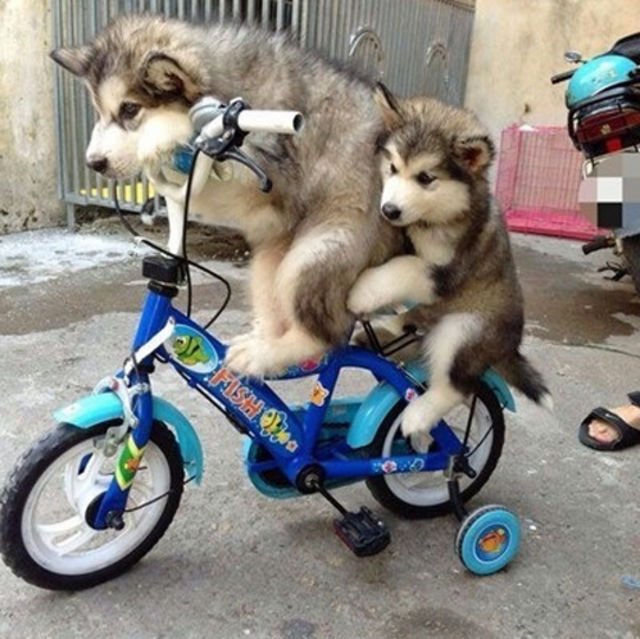 Not being able to afford two bikes as a kid, so having to ride on the back of your older sibling's bike all uncomfortable.