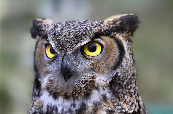 Egyptians believe Owls are unlucky inherently.