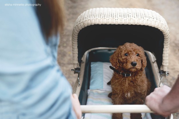 ...by doing a newborn baby shoot, but with their dog, Humphry, as the baby.