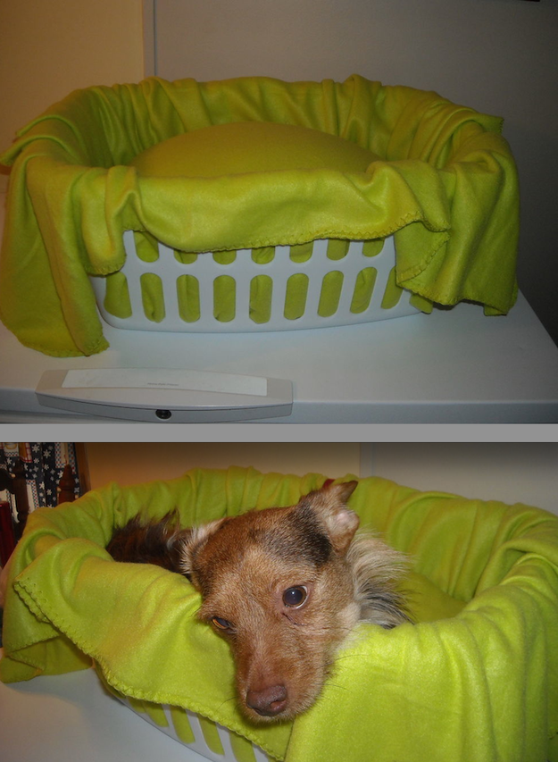 Make a dog car seat using a laundry basket, a pillow, and a blanket.