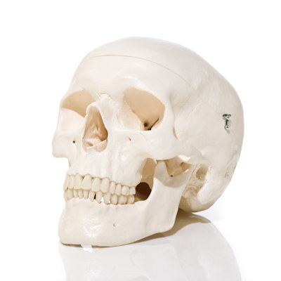 This skull because they probably need a really good paperweight.