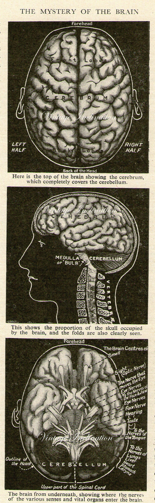 This antique medical illustration of the human brain because, you know, "braaaaaains."
