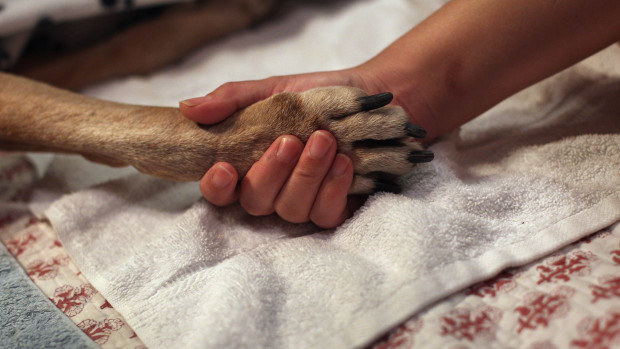 If it's really hot or really cold out, rub Vaseline onto your dog's paws before stepping outside.