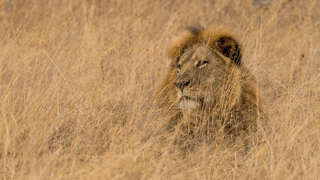 Following last month's death of a beloved Zimbabwean lion named Cecil, which outraged many around the world, fears emerged that Cecil's brother, Jericho, was also shot and killed by a hunter on Saturday.