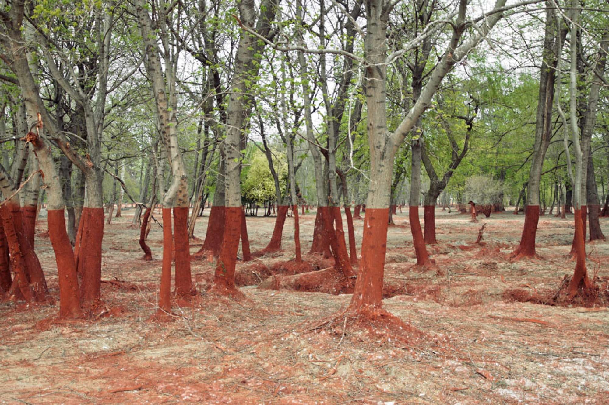 The aftermath of a 2010 toxic waste spill in Western Hungary. The red hue of aluminum byproducts makes the landscape look insane.