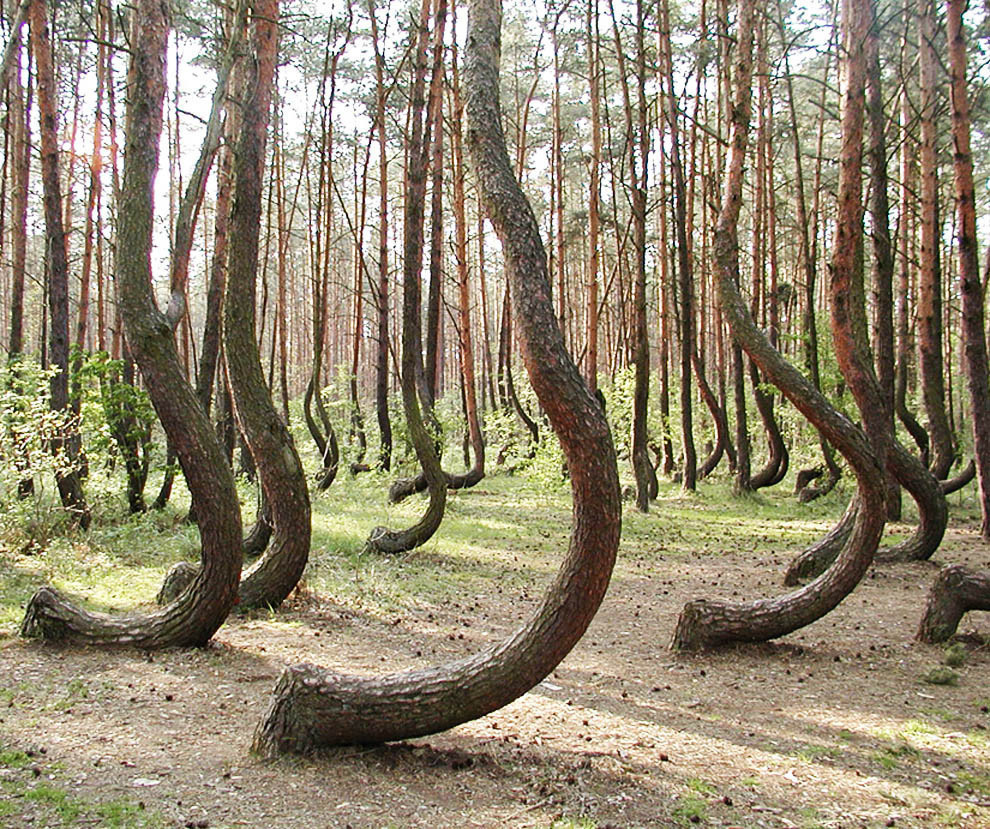 The Crooked Forest in West Pomerania, Poland has over 400 bent pine trees.