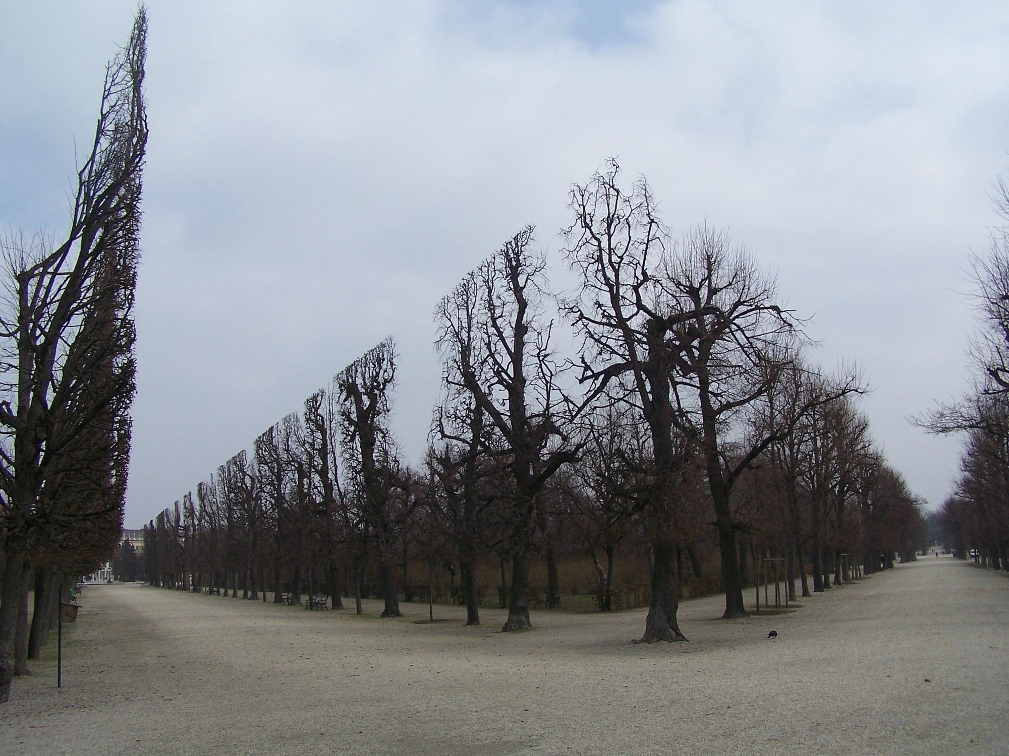 This looks like a scene from a sci-fi film, but they are actually real trees. They are pruned to appear in perfect straight lines.
