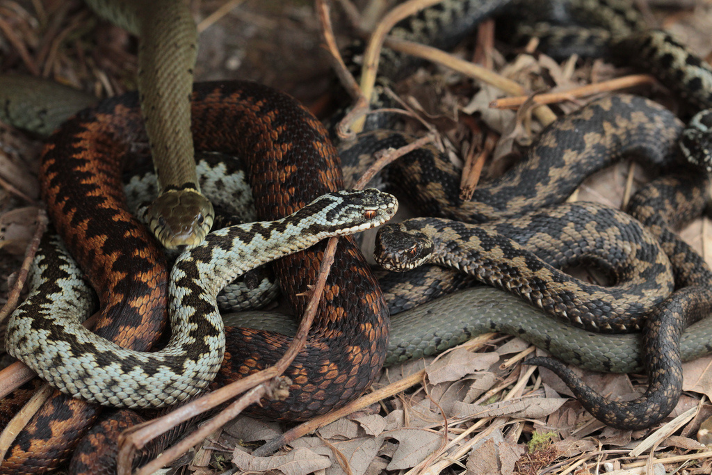 Out of the 25 deadliest snakes in the world, 20 can be found in Australia.