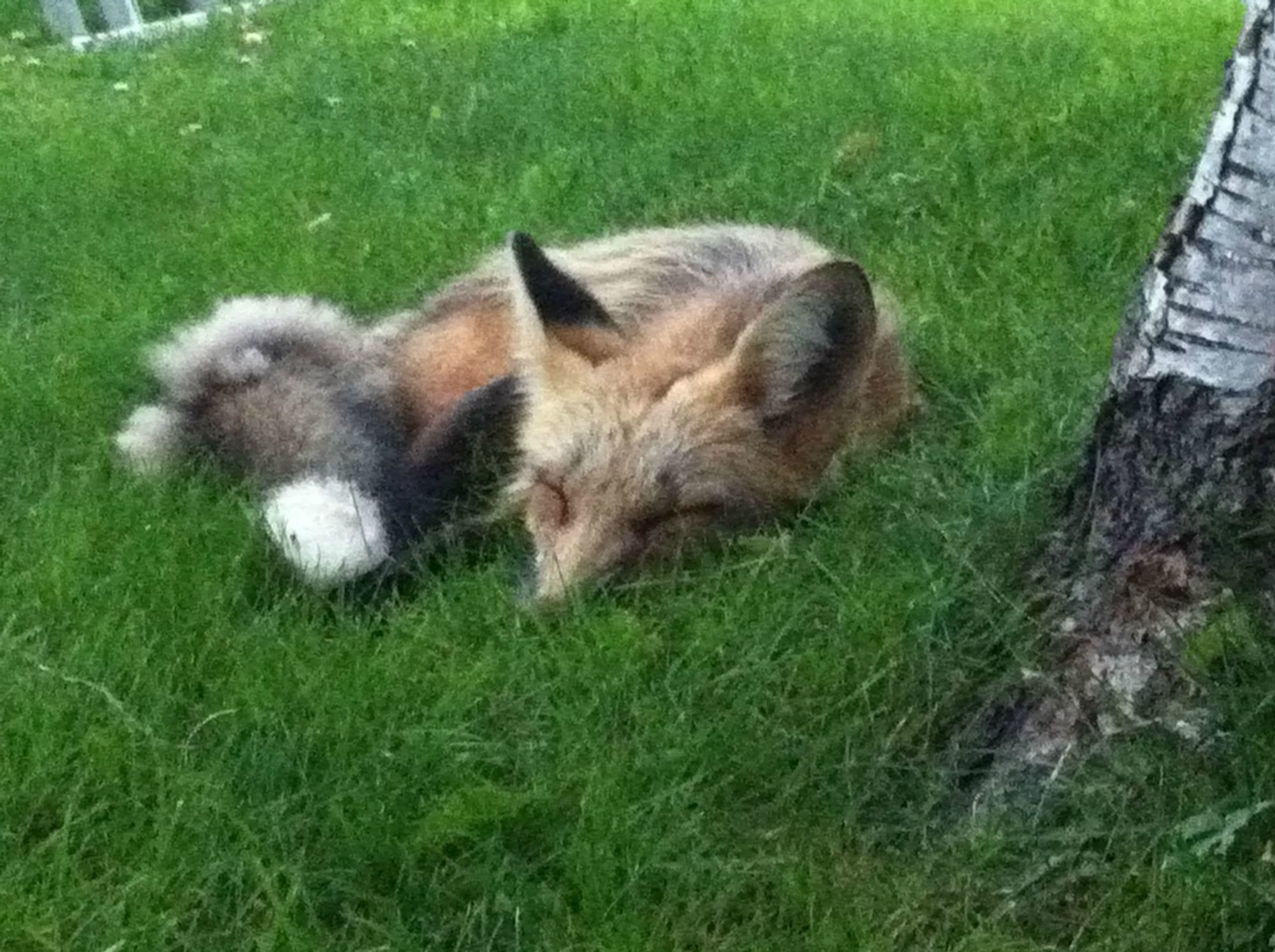 A family found a fox taking a nap on their grass. 