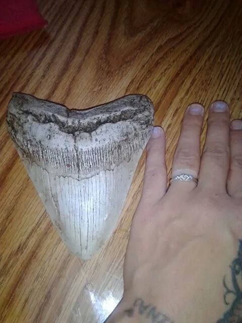 While cleaning her yard, a woman found a megalodon tooth. The tooth belongs to the largest shark to have ever swam our oceans. The largest predator lived from around 28 to 1.6 million years ago.