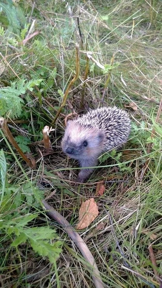 Someone found this adorable hedgehog wondering around in their yard.