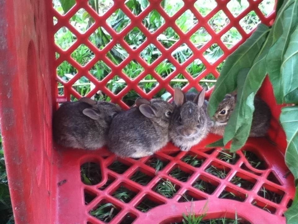 Cute and fluffy bunnies showed up at someone's house. 