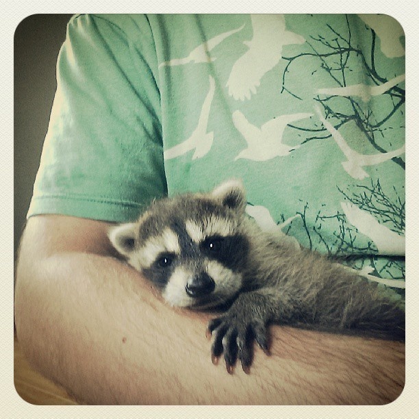 An orphaned baby raccoon. 