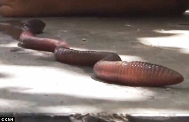Li Zhiwei in China thought he had a snake on his lawn, turned out to be a giant earthworm. 