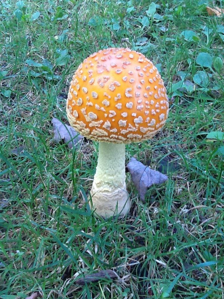 This cute mushroom was found growing on the lawn. The fungi is poisonous. 