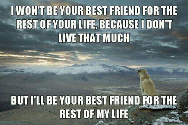 if youve ever owned a dog you will understand this perfectly 640 49 If youve ever owned a dog, you can relate to these points perfectly (31 Photos)