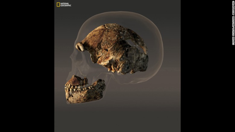 The braincase of a male Homo naledi is less than half the size of the modern human skull.