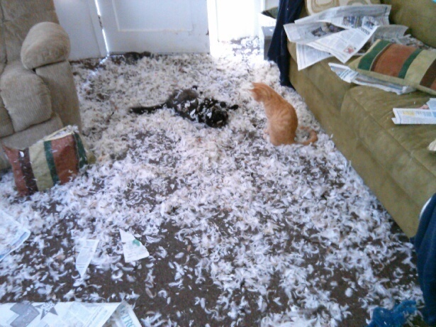 The dog that got ahold of the pillows, and the cats that are reaping all the glorious benefits.
