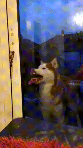 The dog who lets it be known, in his own way, that he wants to come in.