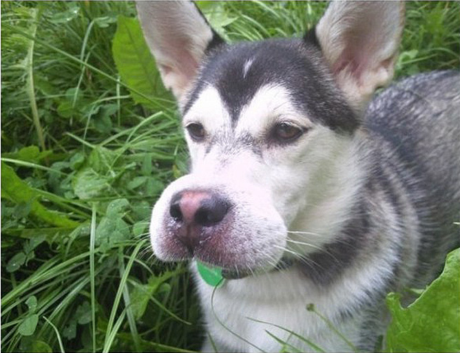 The dog who accidentally ate a bee.