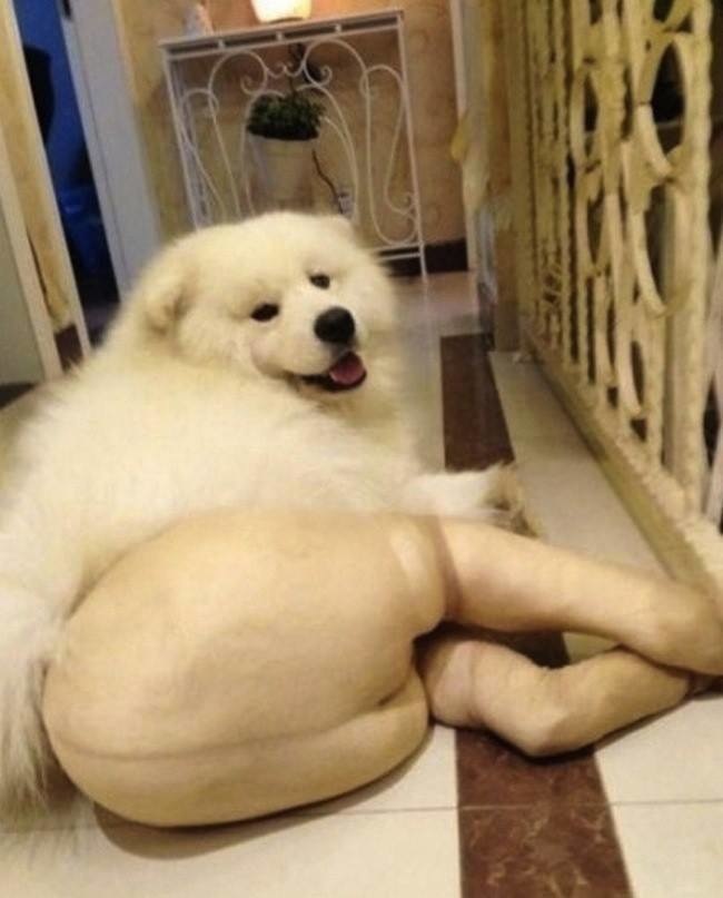 The dog that loves the luxurious feeling of pantyhose.