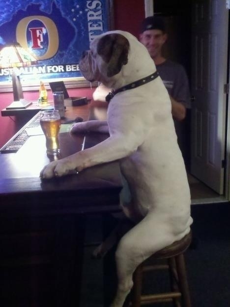 The dog who might have a drinking problem.