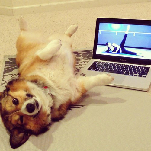 The dog who loves to work out at home.
