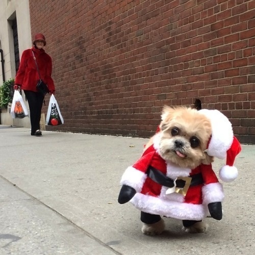 The dog that can't wait 'till Christmas.