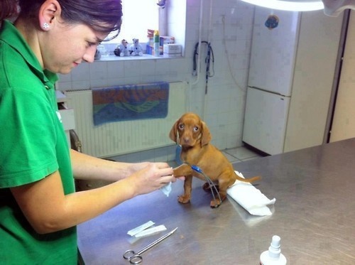The cutest little dog being tended to.